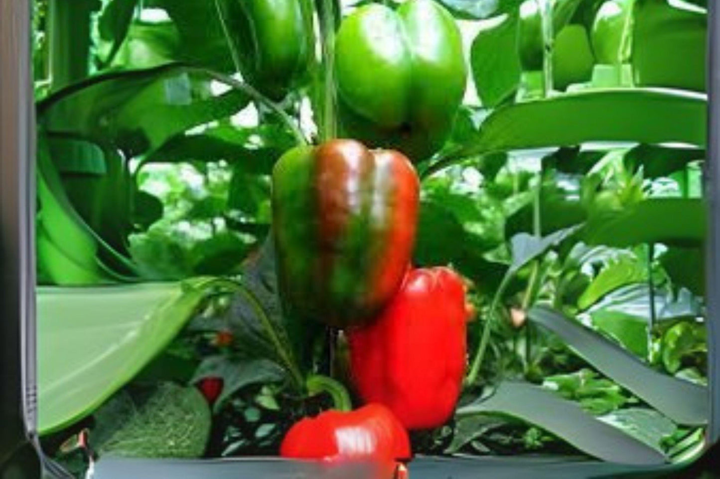 California Wonder Sweet Bell Pepper Seeds: Heirloom Variety, 30 Seeds
