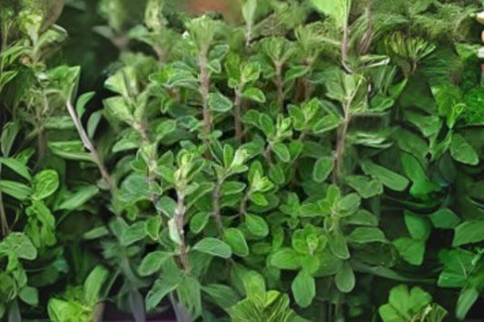 400 Heirloom Marjoram Seeds: Sweet Culinary Herb for Mediterranean Gardens
