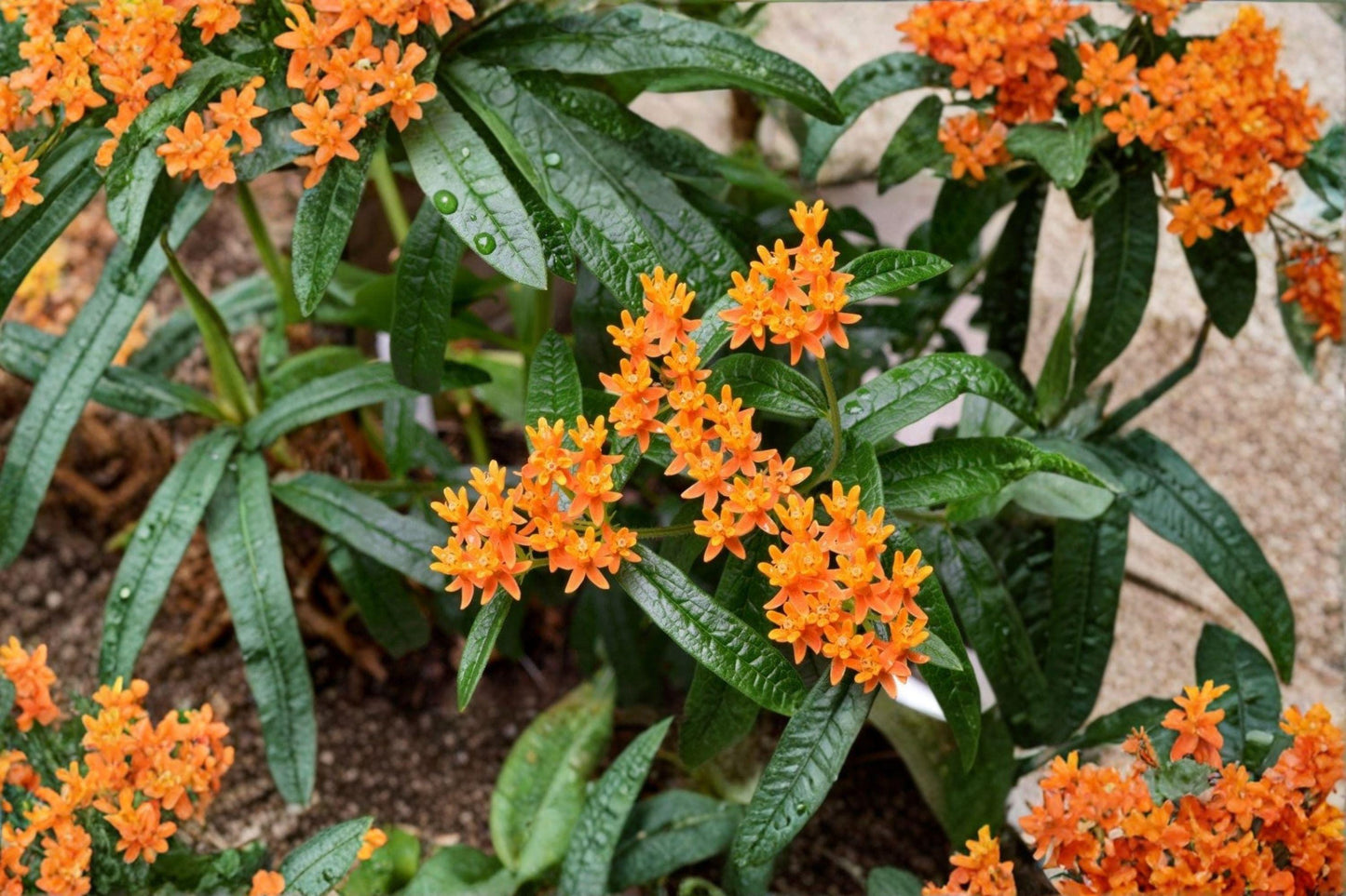 15 Butterfly Weed Seeds – Asclepias tuberosa – Monarch Butterfly Host Plant