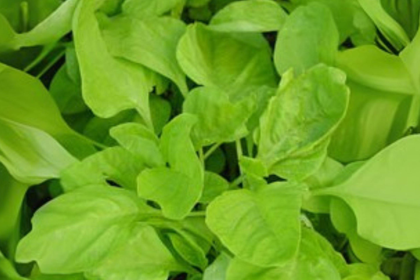 500 Edible Amaranth White Light Green Seeds – Heirloom Leafy Vegetable, Microgreens & Garden Planting