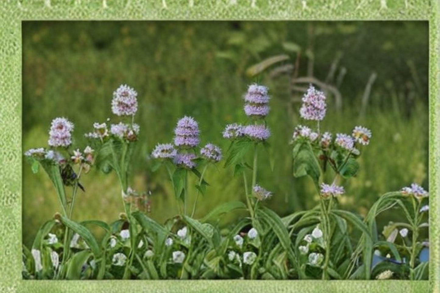 300 Ohio Horsemint Seeds – Native Wildflower, Pollinator Garden