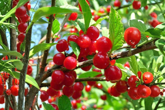 10 Seeds | Prunus tomentosa | Nanking Cherry Shrub | Hardy Fruit Bush | Edible Cherry Plant