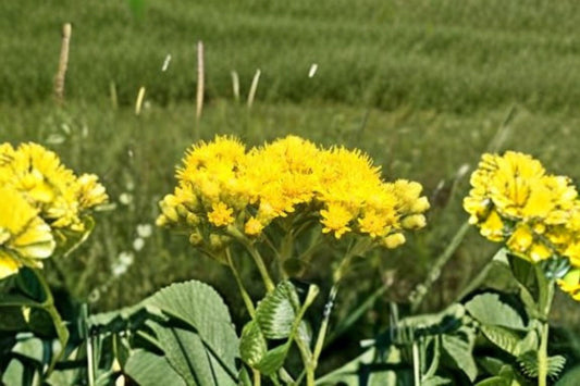 100 Seeds for Planting Oligoneuron rigidum – Stiff Goldenrod, Native Yellow Wildflower
