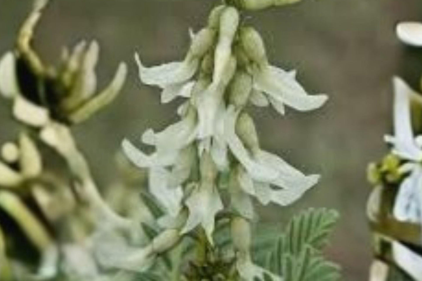 30 Seeds Astragalus drummondii — Woolly Milkvetch, Hardy Native Perennial for Dry & Open Landscapes