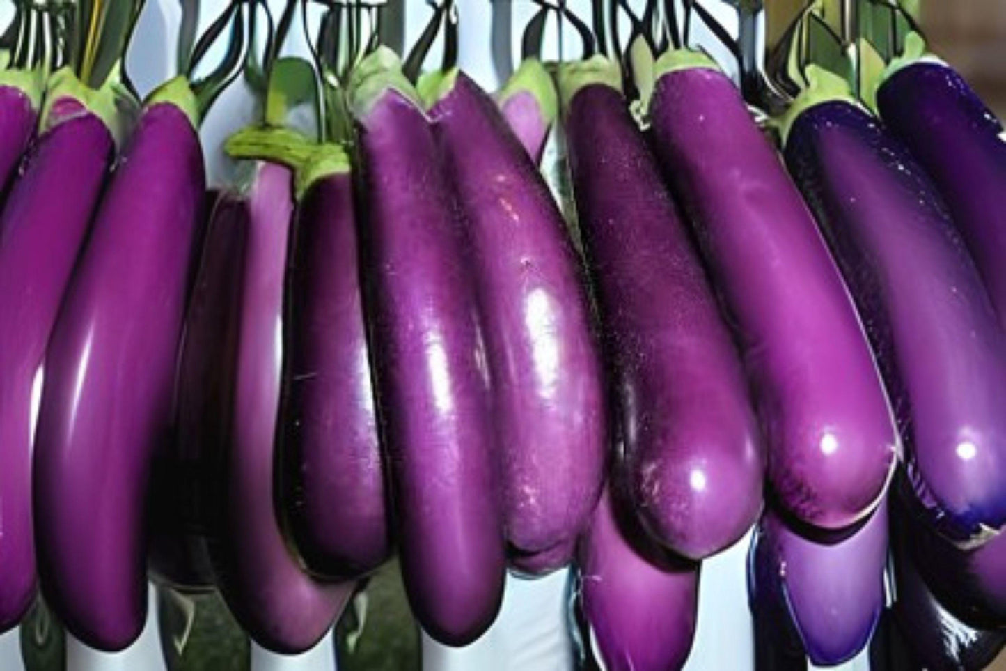 Long Purple Eggplant Seeds: Heirloom Slim Variety - 50 Seeds