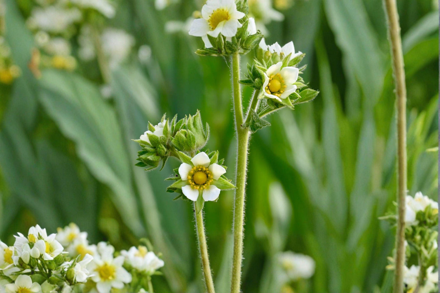 Prairie Cinquefoil Seeds - Native Pollinator Wildflower (500 Seeds)