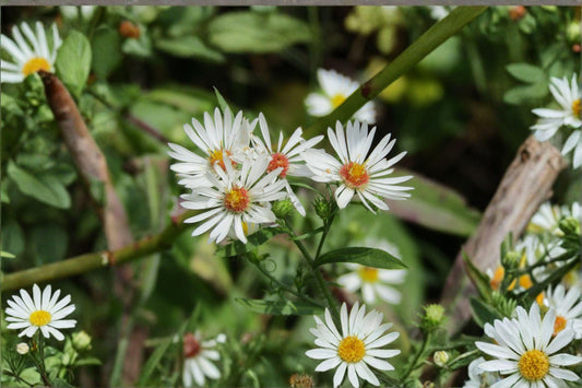 100 Heath Aster Seeds: White Wildflower, Pollinator Perennial
