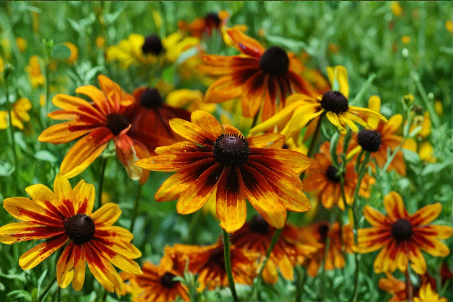100 Seeds Rudbeckia hirta — Gloriosa Daisy, Vibrant Yellow-Red Blooms for Summer Gardens
