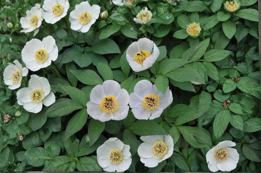 5 Japanese Woodland Peony Seeds – Paeonia japonica – Rare Shade Garden Perennial