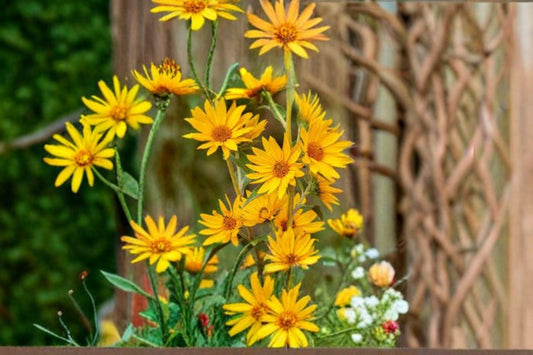 50 Maximilian Sunflower Seeds – Helianthus maximiliani – Native Wildflower – Pollinator Plant – Tall Perennial