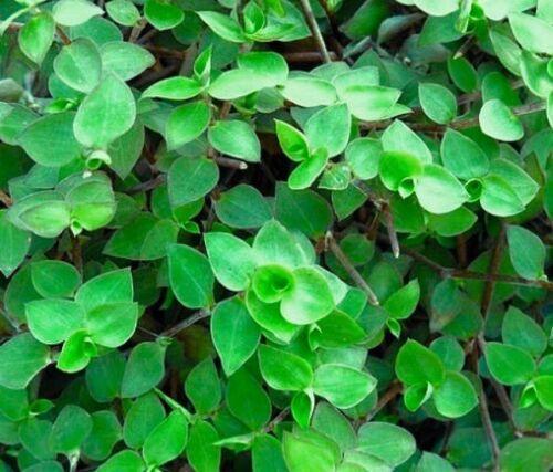20 Unrooted Cuttings Dwarf Wandering Jew | Callisia repens Tradescantia minima | Mini Trailing Plant | Terrarium or Hanging Basket