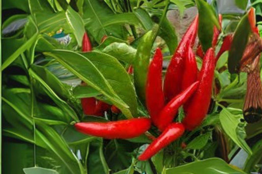 30 Seeds Thai Garden Bird Hot Pepper – Heirloom Chili for Container, Garden & Culinary Use