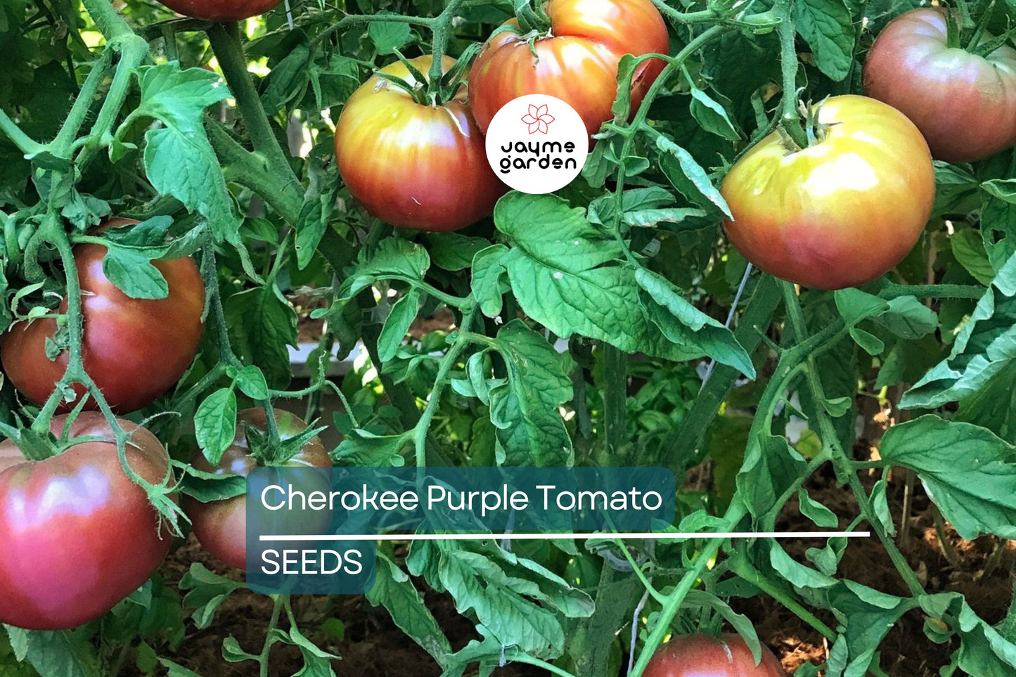 Cherokee Purple Tomato Seeds | Heirloom, Non-GMO | Dusky Pink-Purple | 80 Days | USDA Zones 3-10 |