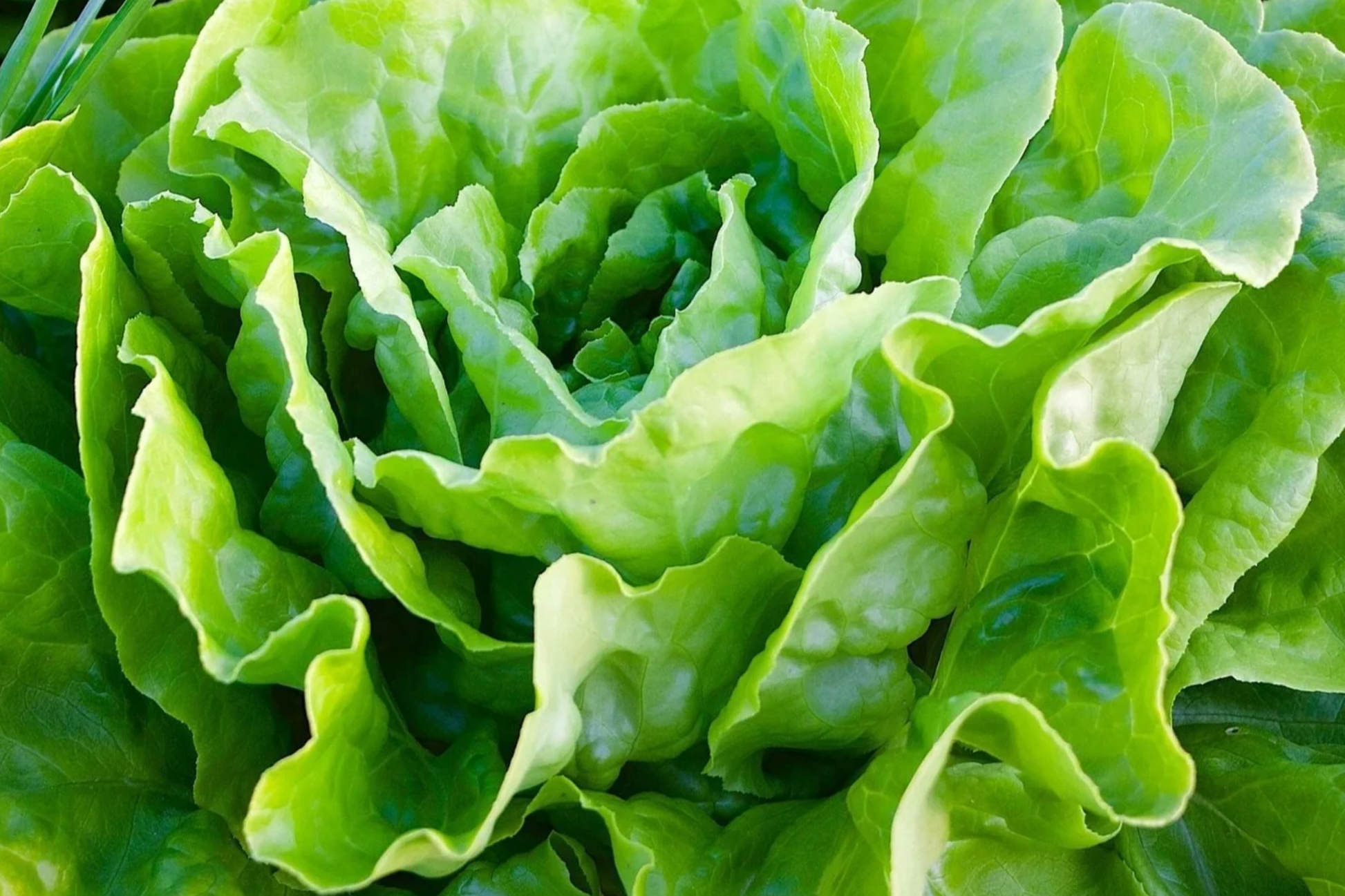 Butterhead Lettuce Seeds | Kagraner Sommer Variety | Non-GMO Summer Lettuce Seeds | Lactuca sativa