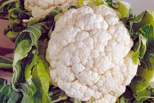 Cauliflower Seeds - Snowball Y Improved - White Variety - Brassica oleracea