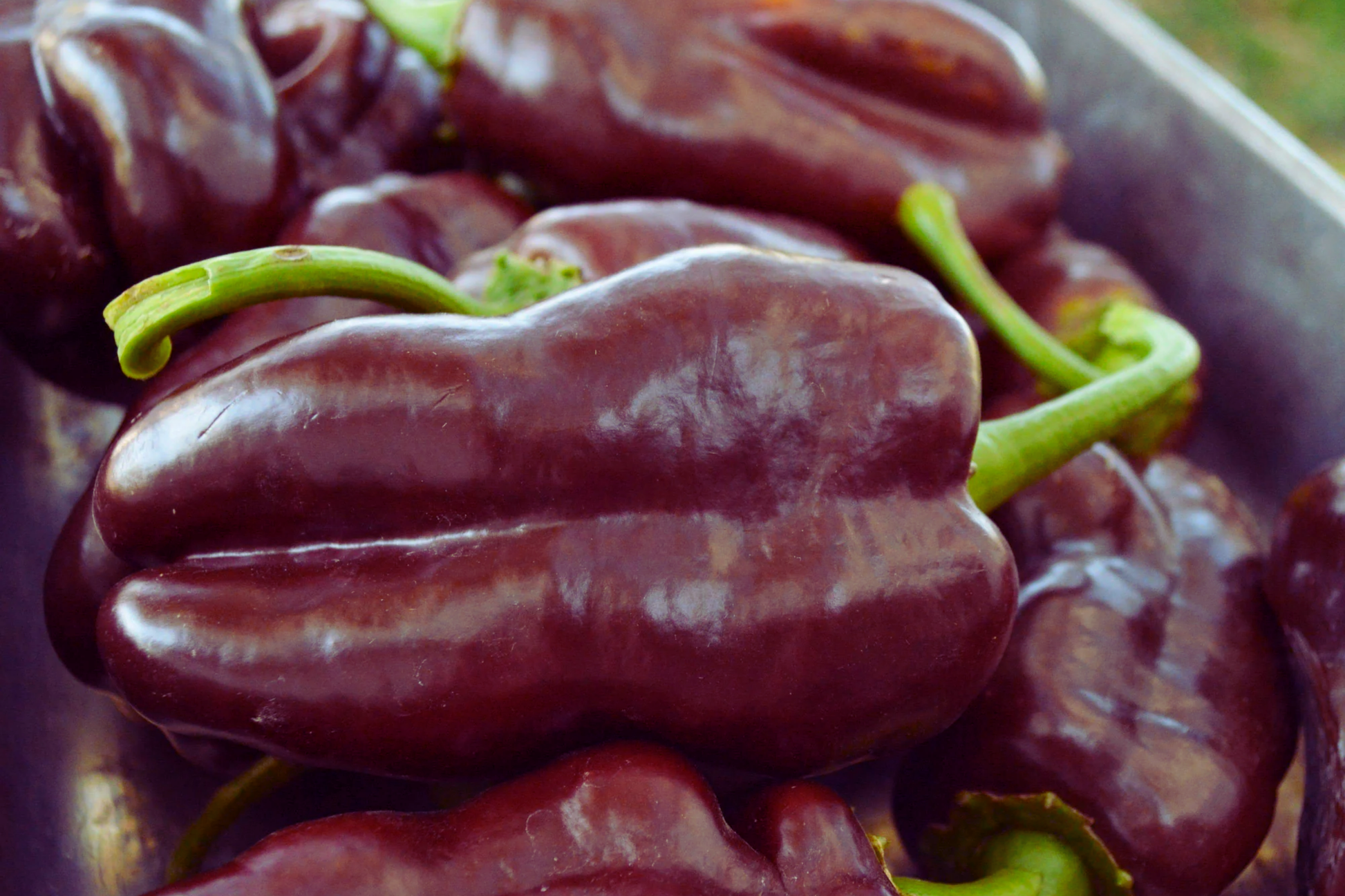 Sweet Chocolate Bell Pepper Seeds | 50+ Heirloom Seeds | Capsicum annuum | Chocolate Beauty Variety