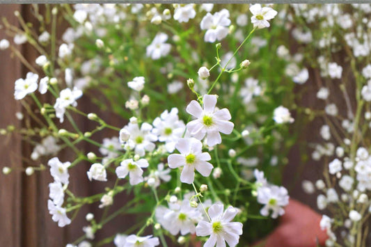 300 mg Baby’s Breath Seeds (Gypsophila elegans ‘Covent Garden White’) – Delicate White Blooms for Gardens & Bouquets
