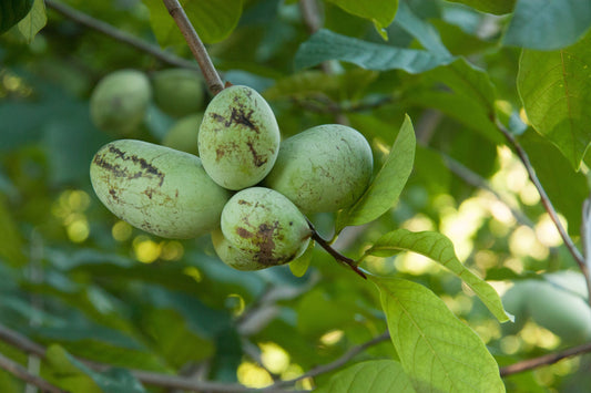 5 Paw Paw Tree Seeds (Asimina Triloba) | Fresh Stratified Indiana Banana Seeds | Ready to Plant | Unique Fruit & Purple Blossoms
