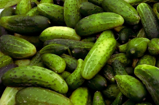 Boston Pickling Cucumber Seeds | NON-GMO | 2g Packet | Cucumis sativus