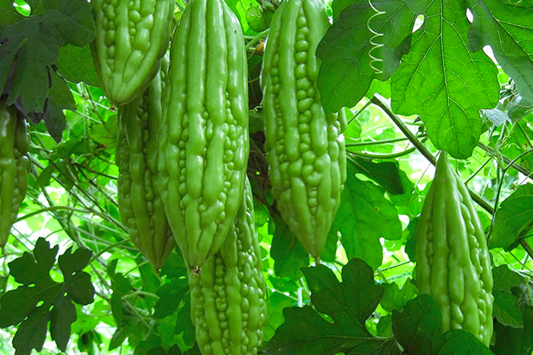 Bitter Gourd Seeds - White Skin Long - Karella, KuGua, Foo Qua - Asian Bitter Melon (Momordica charantia)
