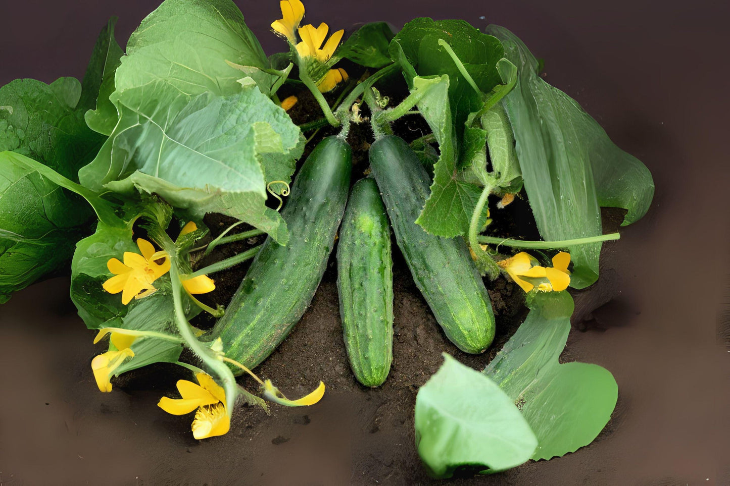Spacemaster 80 Cucumber Seeds: Compact Bush Variety for Containers (35 Seeds)