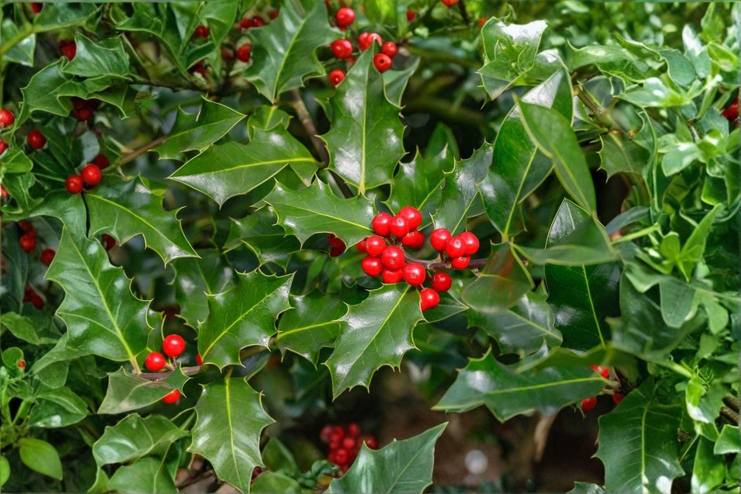 500 mg Seeds | Ilex montana Mountain Winterberry | Native Holly Shrub | Ornamental Red Berry Plant