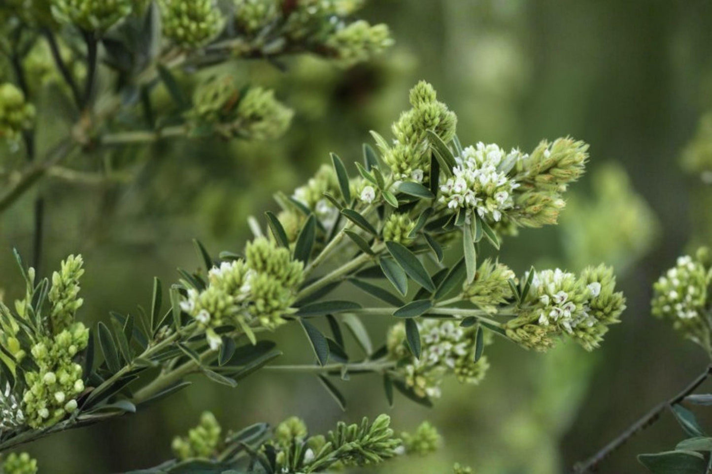 30 Roundhead Bush Clover Seeds – Lespedeza capitata – Native Legume – Pollinator Plant – Prairie Wildflower