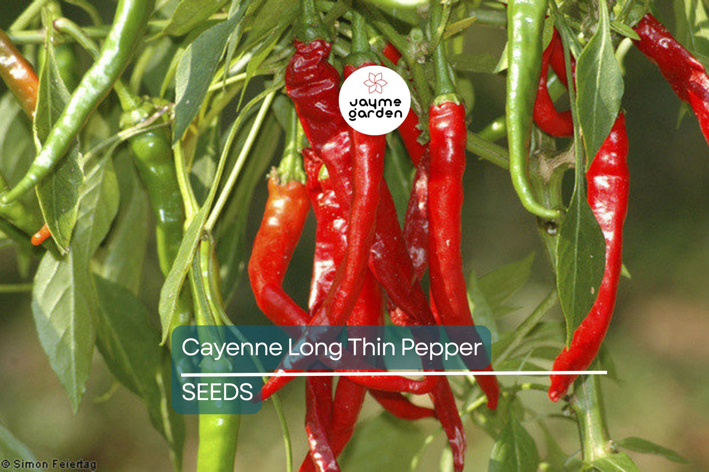 Cayenne Long Thin Pepper Seeds | Heirloom, Non-GMO | 30,000-50,000 Scoville | 75 Days | USDA Zones 4-10 | Free Shipping