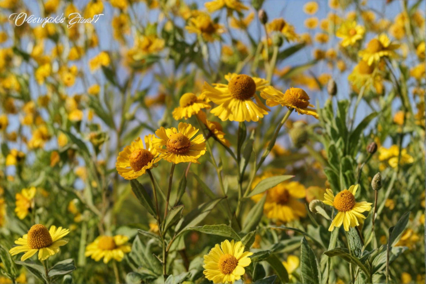 100 Autumn Sneezeweed Seeds – Helenium autumnale – Native Wildflower – Pollinator Plant – Fall Blooms