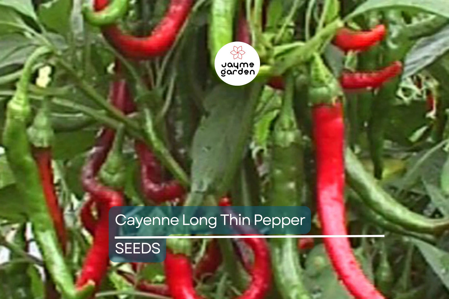 Cayenne Long Thin Pepper Seeds | Heirloom, Non-GMO | 30,000-50,000 Scoville | 75 Days | USDA Zones 4-10 | Free Shipping