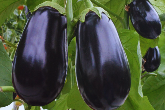 Black Round Eggplant Seeds | Non-GMO Vegetable Seeds | Heirloom Variety | Solanum melongena