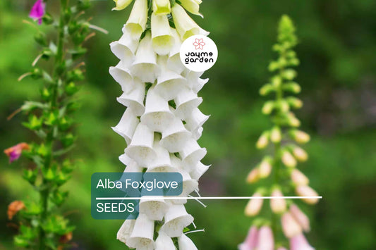 Alba Foxglove Seeds | Non-GMO | Pure White Blooms | Tall Elegant Spikes | Free Shipping