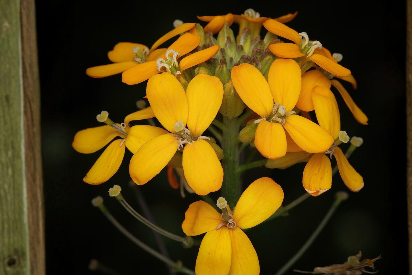 100 Seeds Erysimum capitatum — Western Wallflower, Bright Native Wildflower for Meadows & Dry Gardens