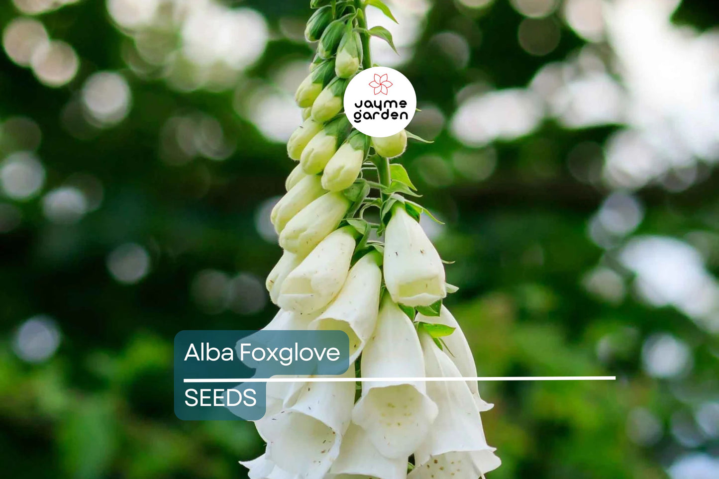 Alba Foxglove Seeds | Non-GMO | Pure White Blooms | Tall Elegant Spikes | Free Shipping