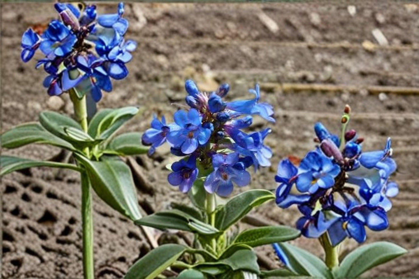 100 mg Penstemon nitidus Seeds – Waxleaf Beardtongue Native Wildflower for Pollinator Gardens
