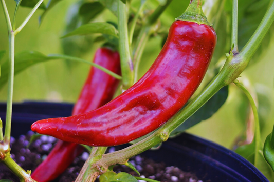 Kung Pao Pepper Seeds | Red Chili Pepper & Guajillo Pepper Seeds | Non-GMO | Capsicum annuum