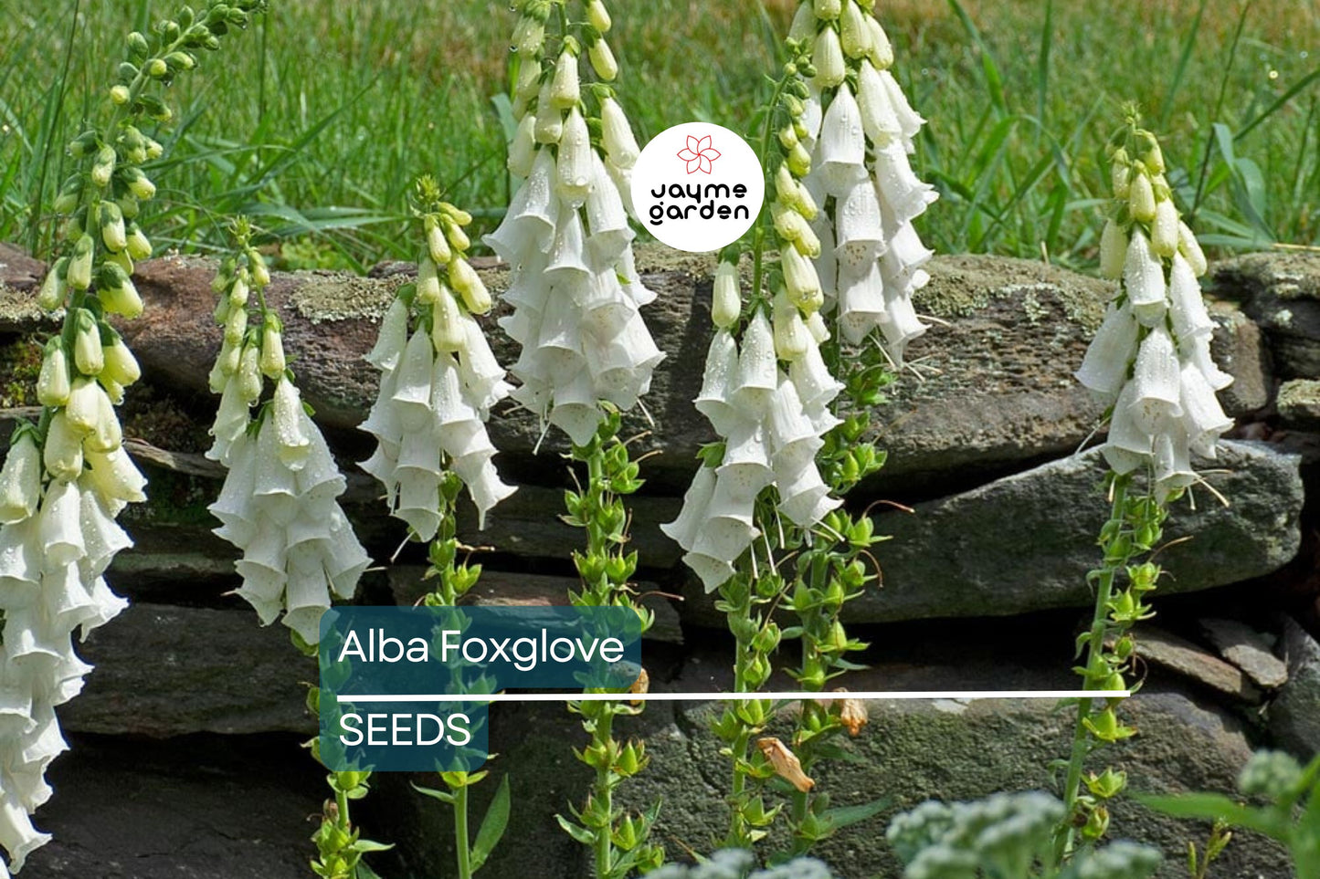 Alba Foxglove Seeds | Non-GMO | Pure White Blooms | Tall Elegant Spikes | Free Shipping