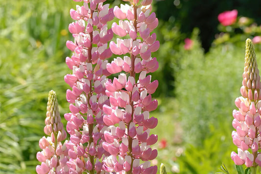 Chatelaine Lupine Seeds | Rosy Pink & White Flowers | Attracts Hummingbirds & Butterflies | Non-GMO |  | Perennial