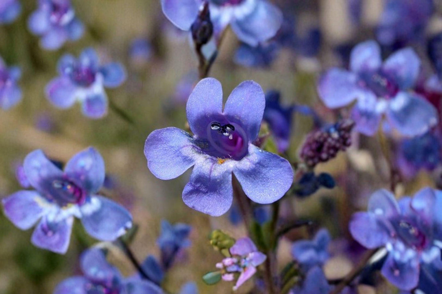 100 mg Penstemon humilis Seeds – Low Beardtongue Wildflower for Rock Gardens & Pollinator Meadows