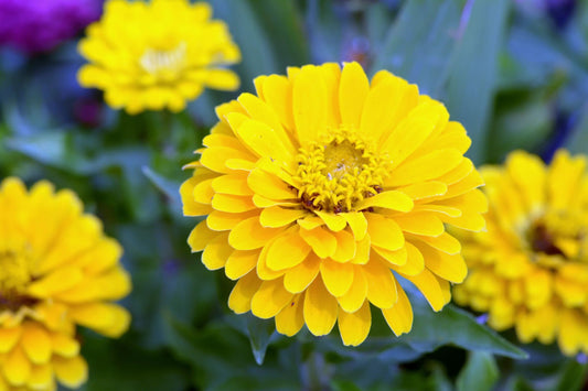 Canary Bird Zinnia Seeds | Bright Yellow Flowers | Attracts Bees & Butterflies | Non-GMO |  | Easy to Grow