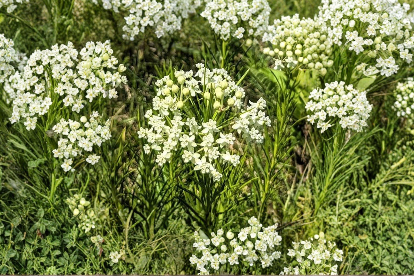 30 Whorled Milkweed Seeds – Asclepias verticillata – Monarch Butterfly Plant