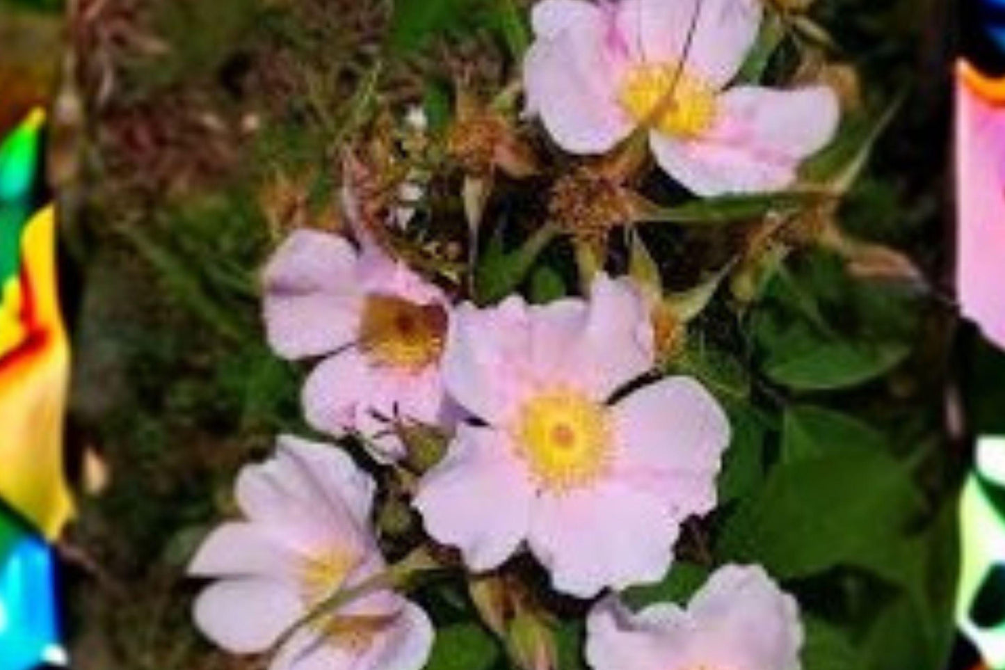30 Seeds Rosa palustris — Swamp Rose, Native Wetland Shrub for Ponds & Moist Gardens