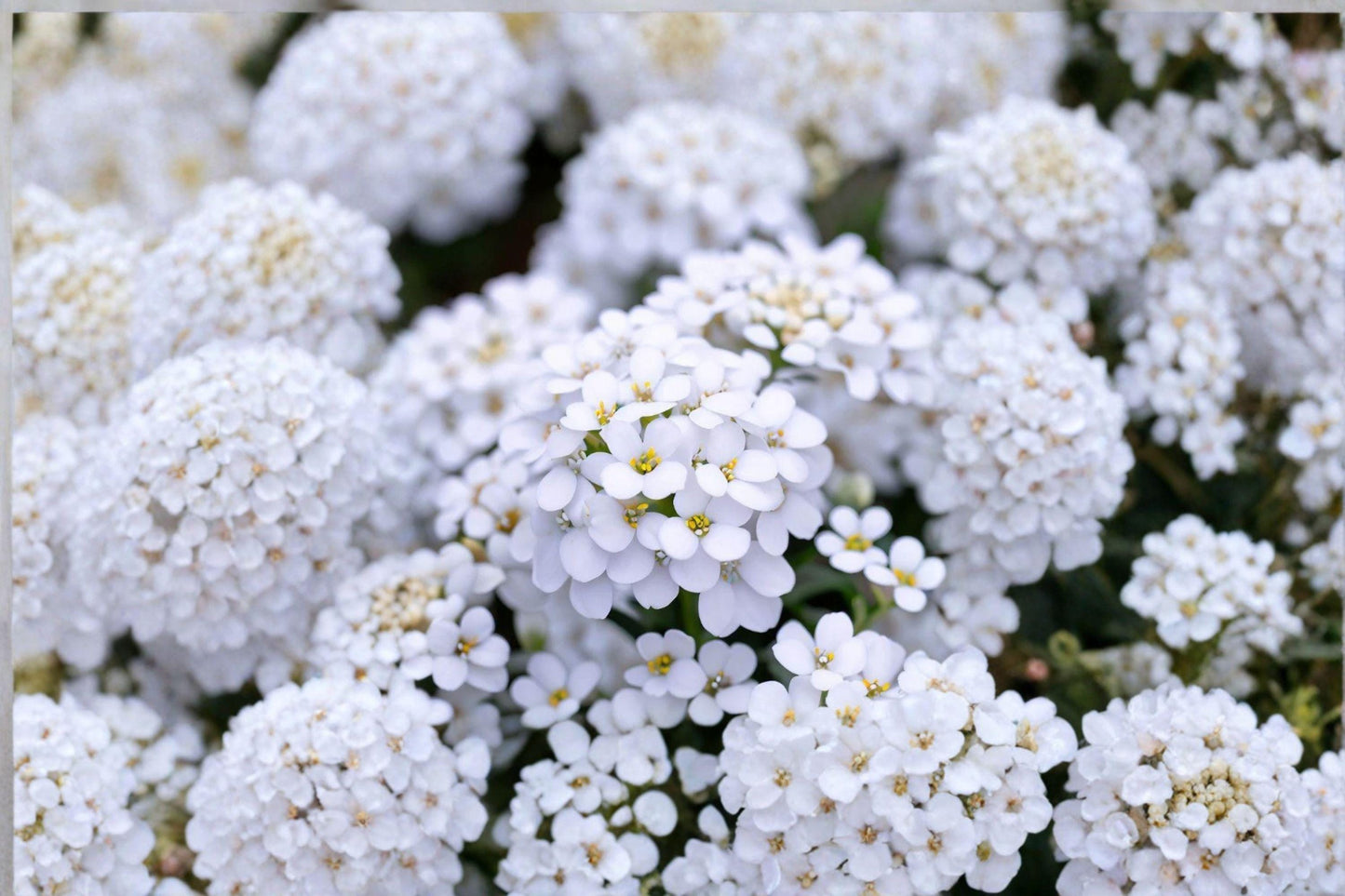 100 Empress Rocket Candytuft Seeds – Iberis amara – White Annual Flower – Cottage Garden