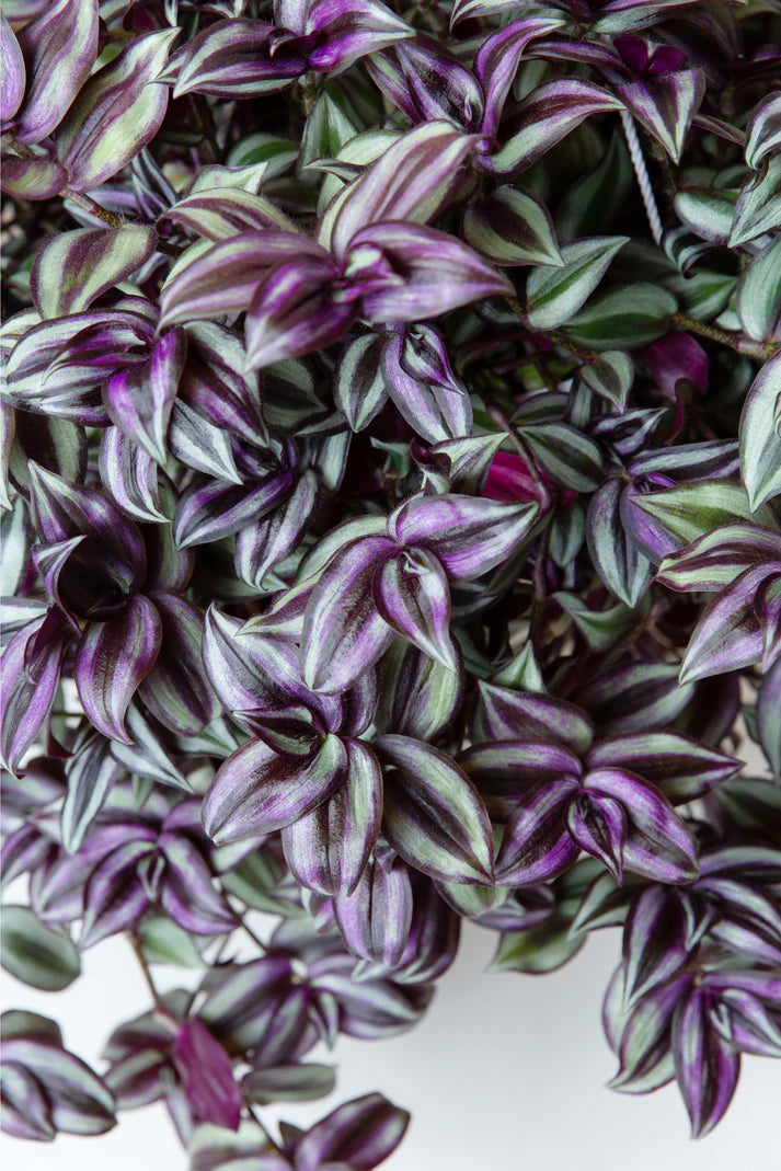 10 Wandering Jew Plant Cuttings | Tradescantia Zebrina | Purple Inch Plant Unrooted | Fast Growing Houseplant Indoor Vine