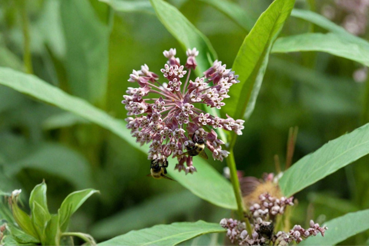 15 Common Milkweed Seeds – Asclepias syriaca – Monarch Butterfly Host Plant