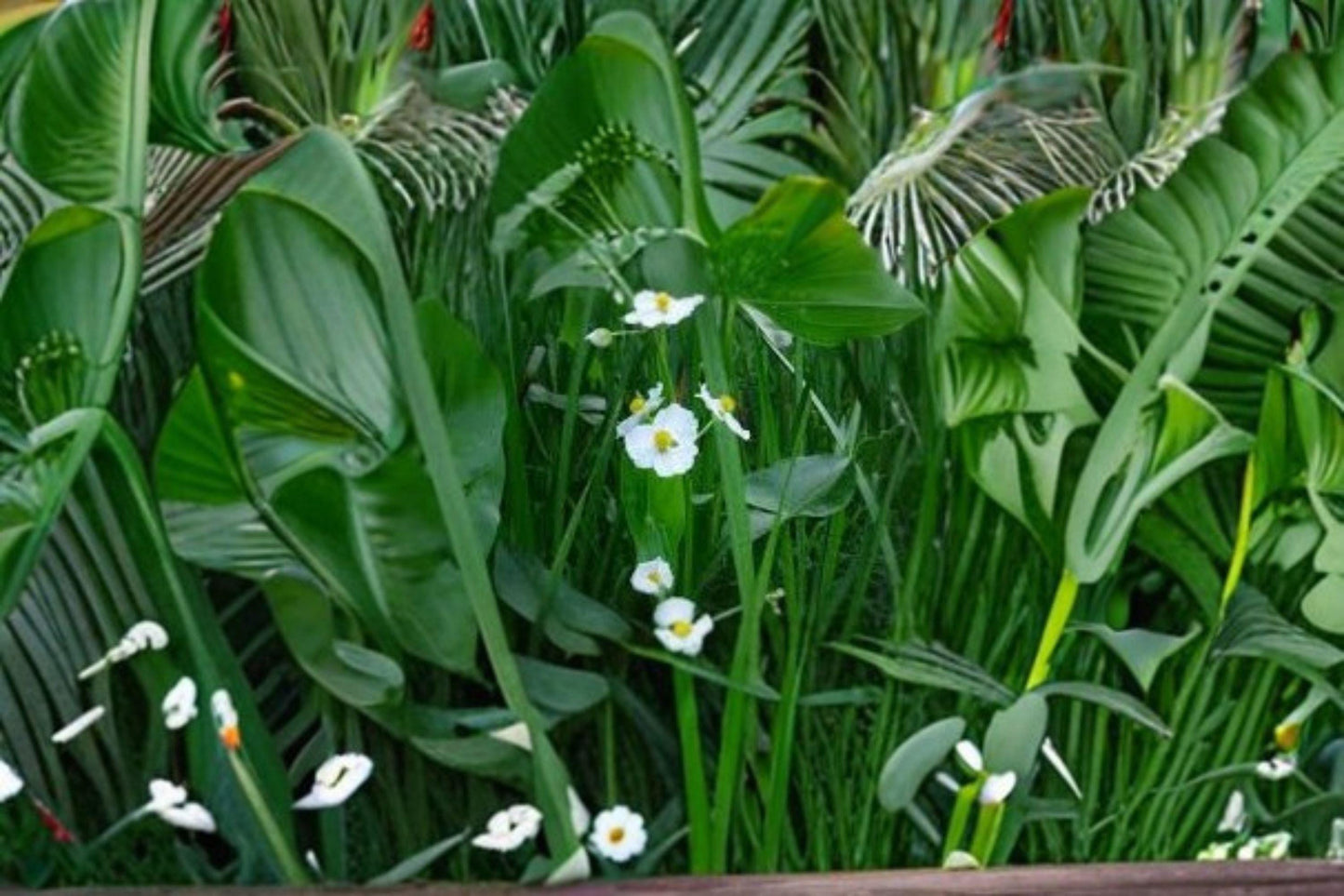 500 Seeds for Planting Common Arrowhead – Sagittaria latifolia, Native Aquatic Plant for Ponds & Wetlands
