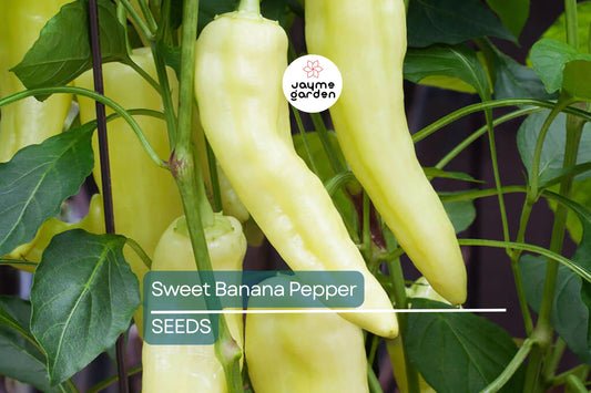 Sweet Banana Pepper Seeds - Heirloom, Non-GMO - 70 Days to Maturity - USDA Zones 4-10 - Perfect for Pickling, Stuffing, and Salads