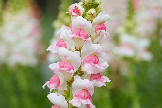 Appleblossom Snapdragon Seeds | Heirloom Non-GMO | Fragrant Blooms | Attracts Pollinators |