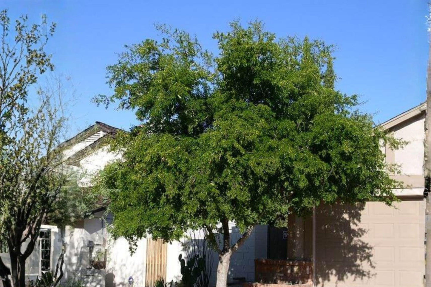 10 Texas Ebony Seeds: Fragrant Bonsai Tree, Hardy Shade Plant