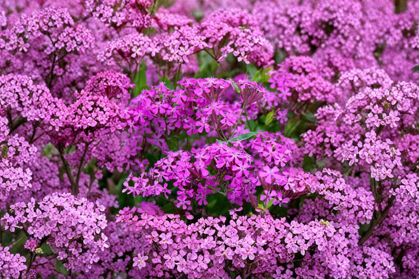 100 Catchfly Seeds – Silene armeria – Sweet William Catchfly – Annual Pink Wildflower